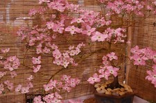 Pink Dogwood (bonsai) Tree Seeds, with detailed growing instructions
