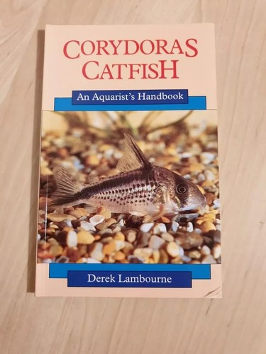 Corydoras catfish an - catfish:,