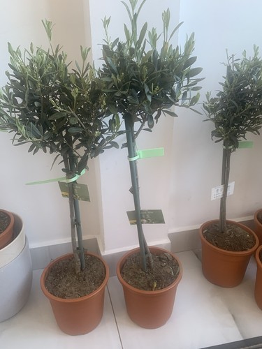 Olive tree out door - ,