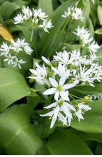 Wild Garlic Bulbs In The Green
