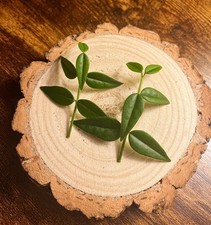 x1 Hoya Bella Unrooted Cutting