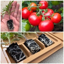 Tomato Vegetable Plug Plants |