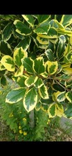 Golden King Holly Buy 1 Get