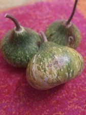 Mini Onion Bottle Gourd - Calabash - 5+ seeds - Semillas - Graines - C 062