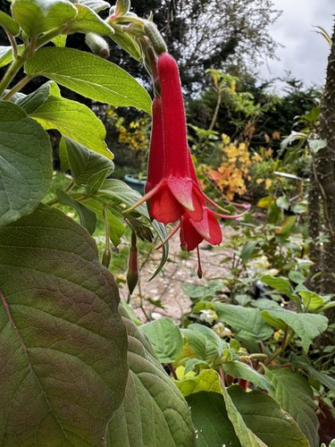 Fuchsia speciosa plug - fuchsia,