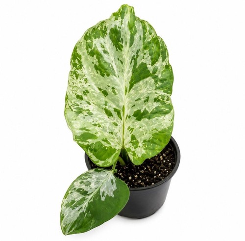 Monstera bulbasaur - bulbasaur,