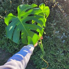 Large Monstera Deliciosa