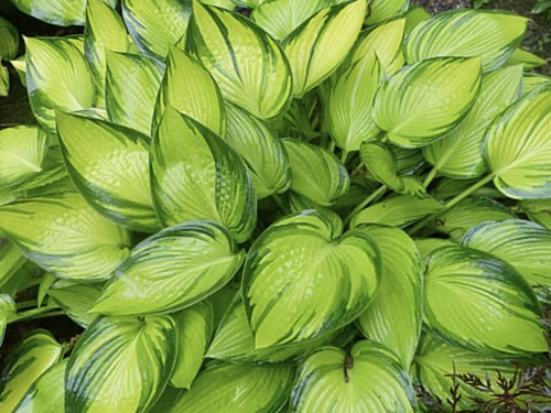 Hosta june fever pot - june,