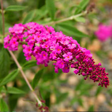 1 X BUDDLEIA PETITE 'DARK PINK' BUTTERFLY BUSH DECIDUOUS SHRUB PLANT IN POT