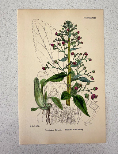 Antique botanical print - antique,