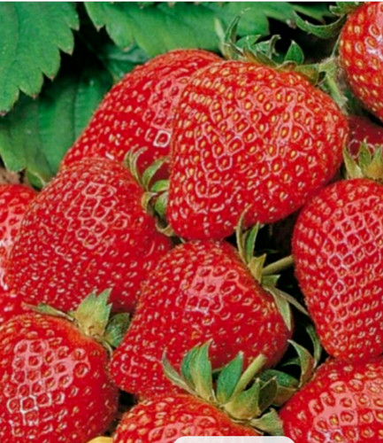 Strawberries strawberry plants - strawberry,