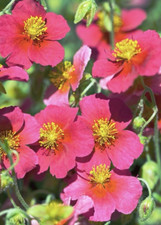 helianthemum Ben Ledi  1 x 9cm pot alpine plant Rock Rose with Rose Pink Flowers