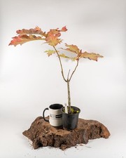 American Red Oak Pre Bonsai Starter Tree 10.5cm Pot Hardy Outdoor Quercus