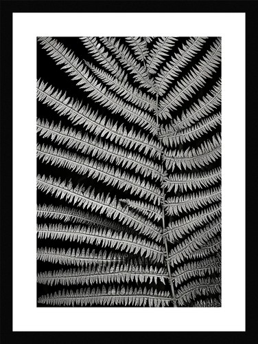 Stunning fern fronds print - stunning,