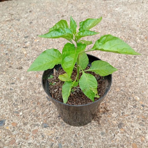 Natural home grown chilli - x,