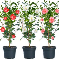 Camellia Shrubs | Premium Quality Vibrant Evergreen Potted Garden Plants | 2-3ft