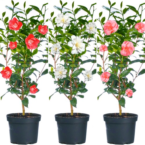 Camellia shrubs premium - camellia,