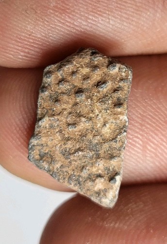 Genuine raptor egg shell - raptor,