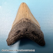 Authentic carcharodon