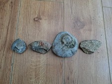 Ammonite Fossil Bundle