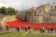 Photo 6x4 Tower poppies London