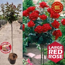 4 - 5 ft tall Standard Rich