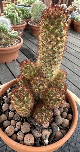 Mammillaria elongata copper - ,