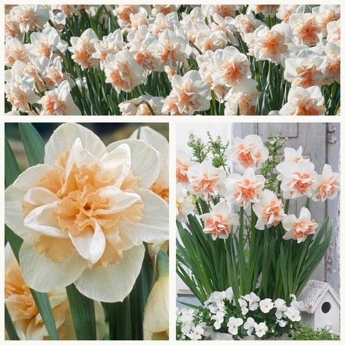 Daffodil delnashaugh 50 - delnashaugh, x