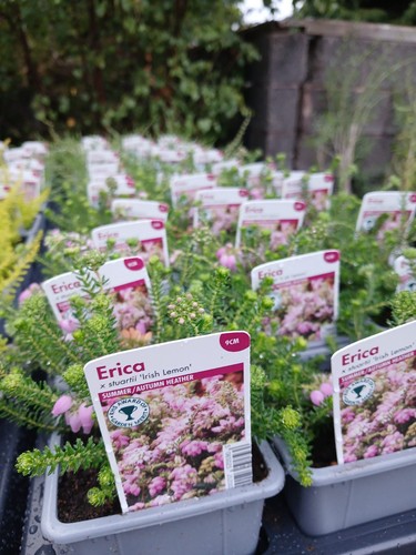 Irish lemon heather - irish, plant