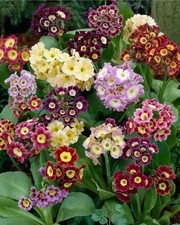 6x PRIMROSE AURICULA - Primula Auricula Pubescens 9cm