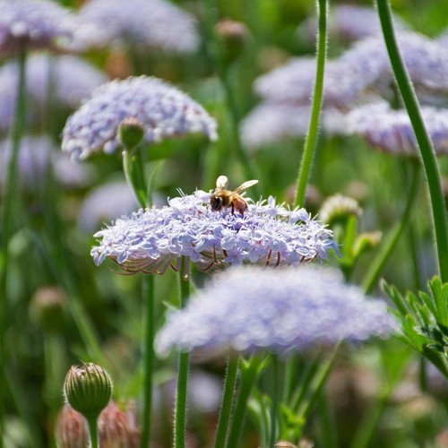 Rottnest island blue daisy - rottnest,