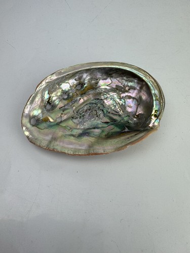 Small natural abalone - small, shell