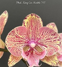 Phalaenopsis King Car Marble