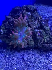 marine coral - Pink Bubble tip