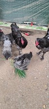 6 Croad Langshan Hatching Eggs