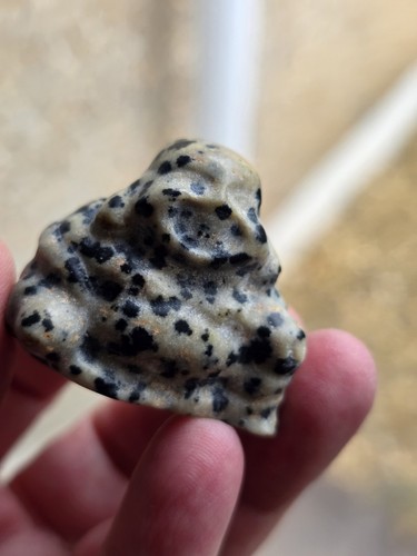 Dalmatian jasper laughing - dalmatian,
