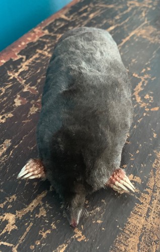 Taxidermy mole - taxidermy,