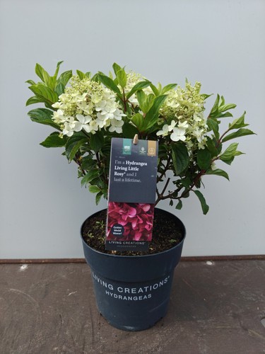 Hydrangea paniculata living - hydrangea,