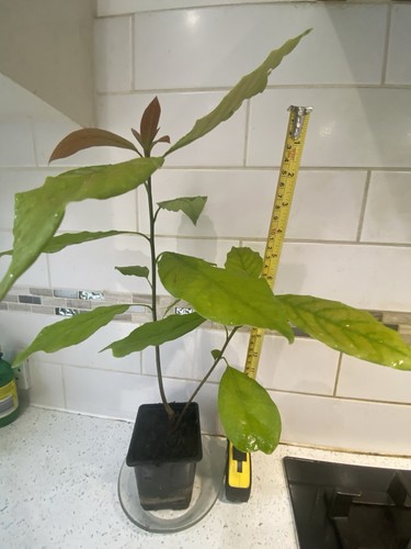 Avocado seedling - (persea),