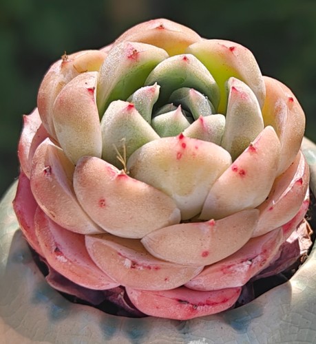 Echeveria rare magic urn - echeveria,