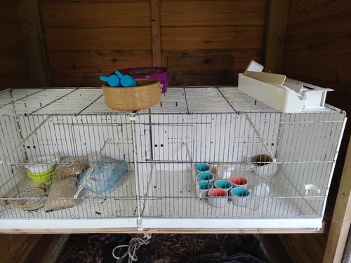 Double breeding canary cage - double,