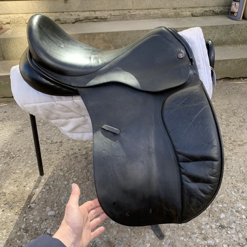 Spalding brittanica - 18’’,