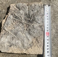 Natural Devonian prehistoric