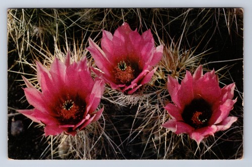 Vintage hedge hog - hog, cactus