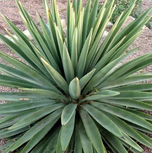 Agave angustifolia seeds - angustifolia,