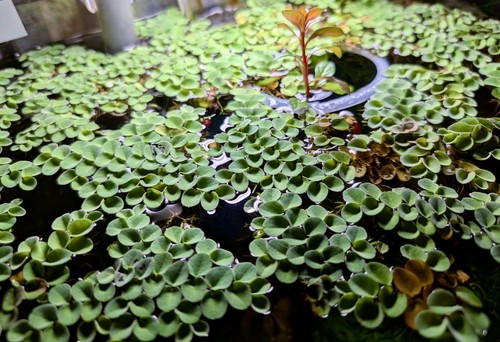 Salvinia cucullata live - cucullata,