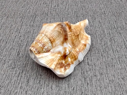 Lambis conch shell horn - conch,