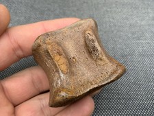 Edmontosaurus sp Dinosaur