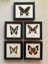 Preserved Framed Butterfly Specimens. Swordtail. Rose. Rajah. Bluebottle. Mormon