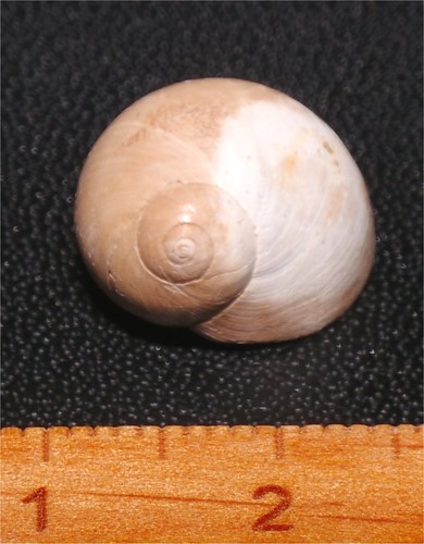 Very rare eocene gastropod - rare,